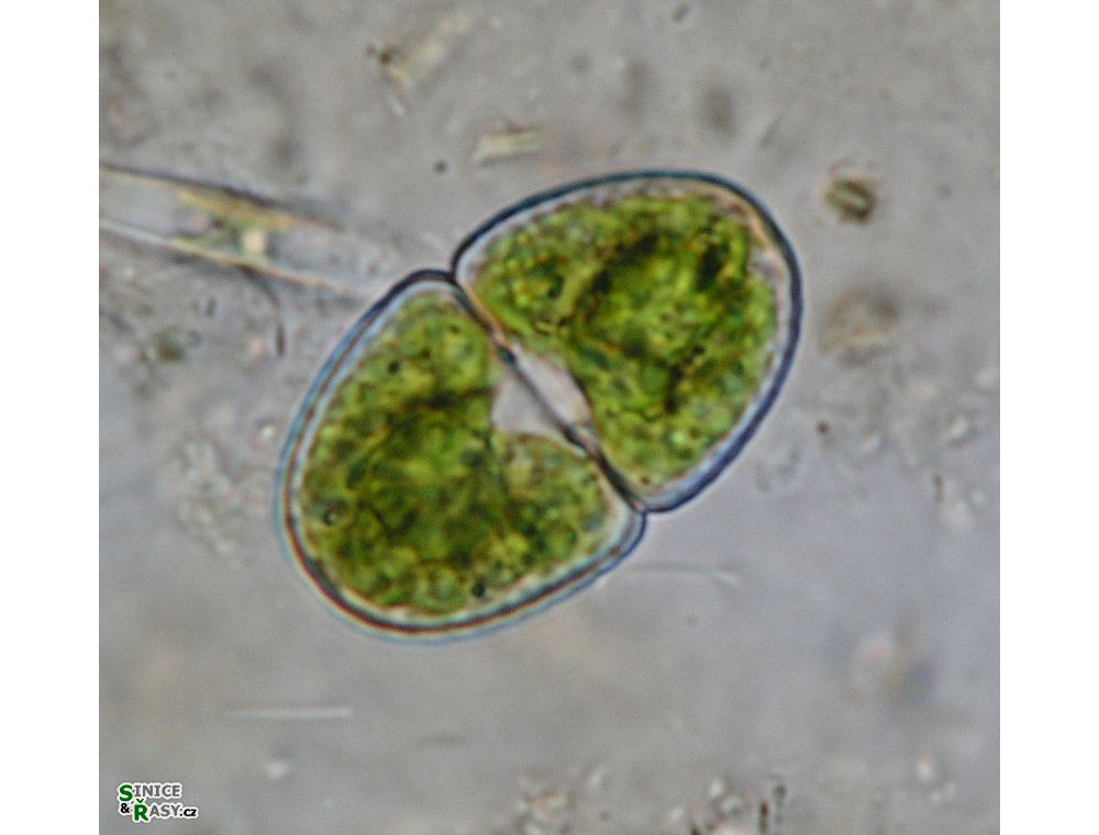 Cosmarium variolatum