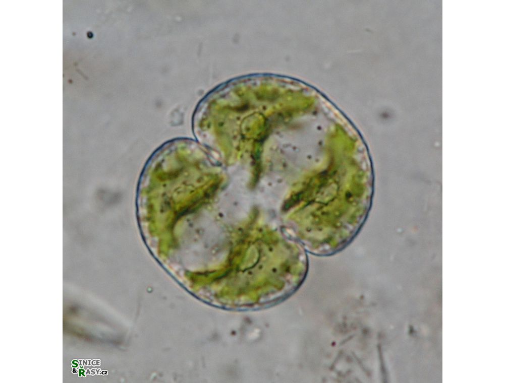 Cosmarium varsoviense