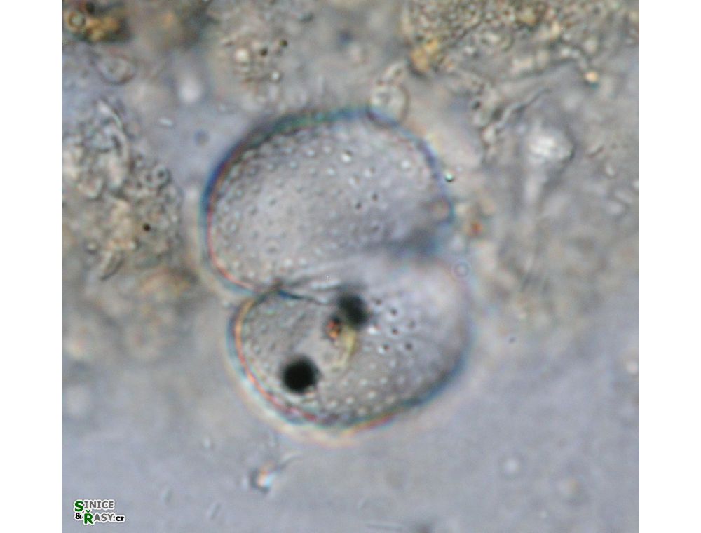 Cosmarium varsoviense