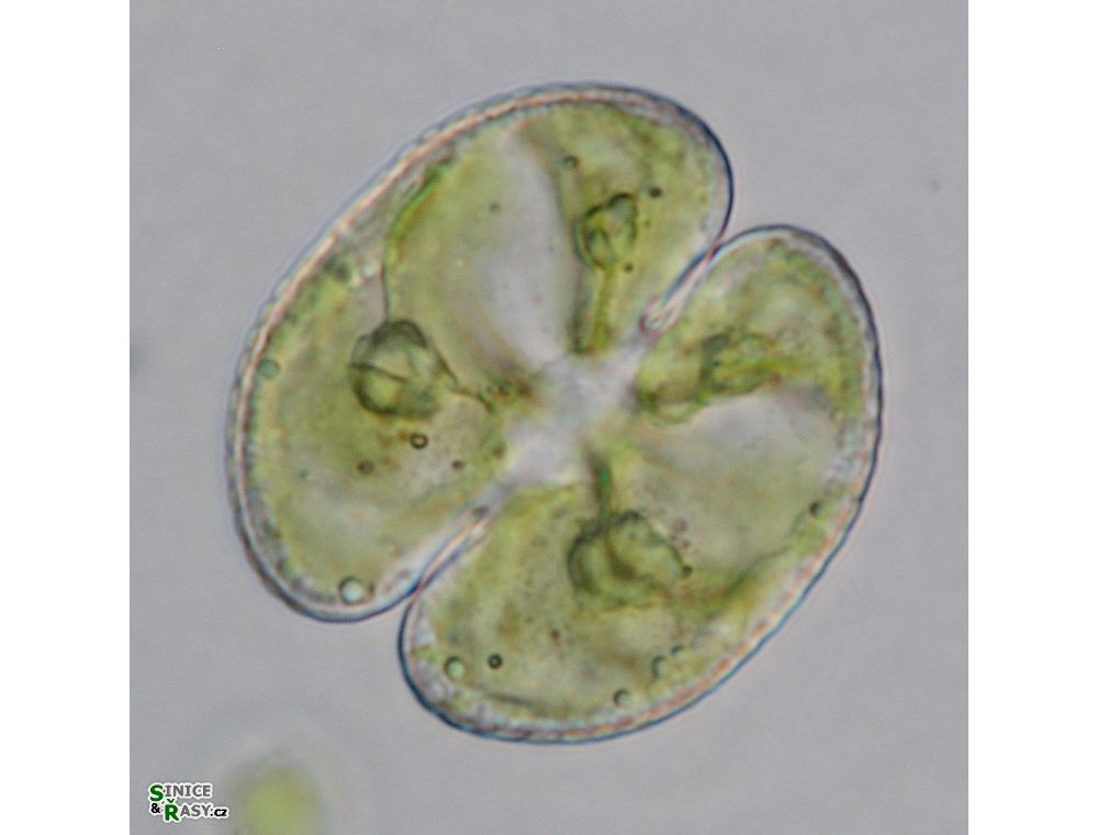 Cosmarium varsoviense