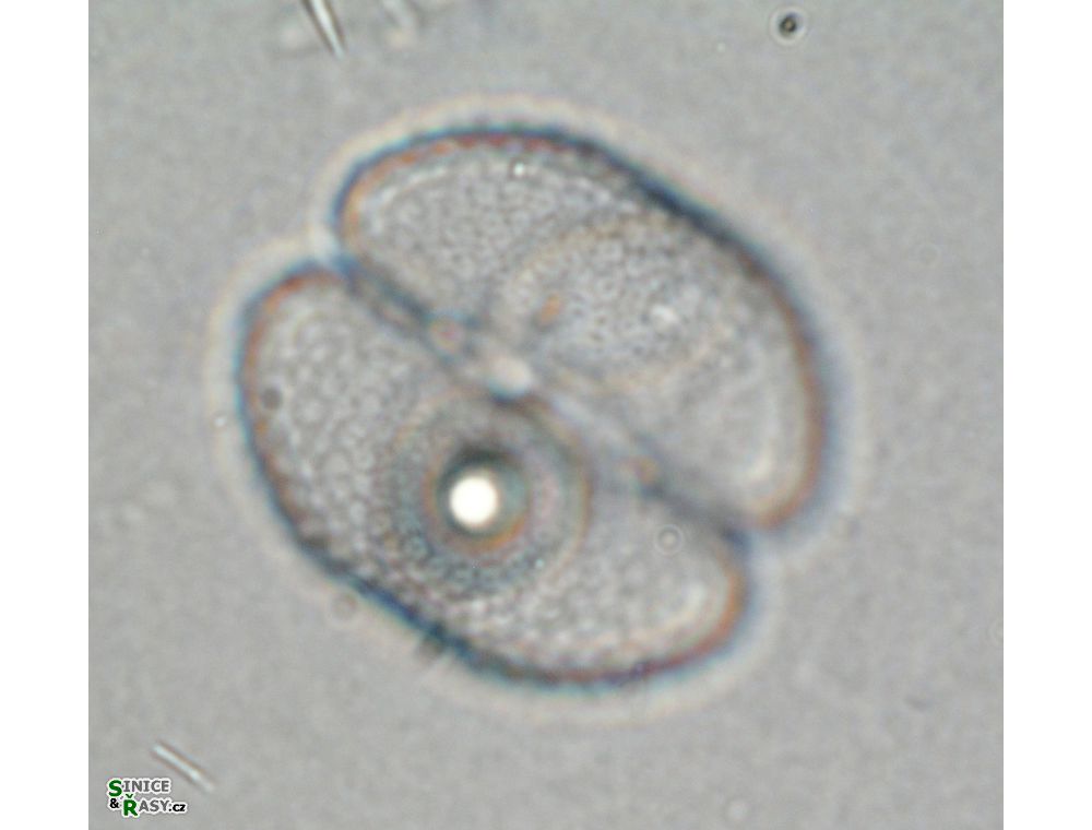 Cosmarium varsoviense