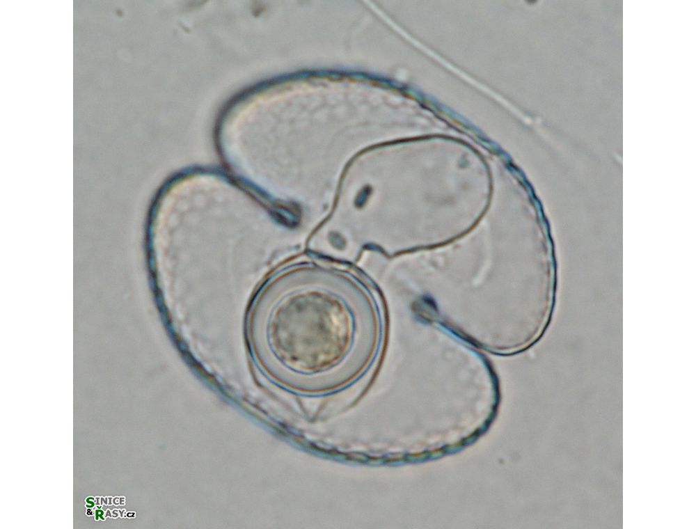Cosmarium varsoviense