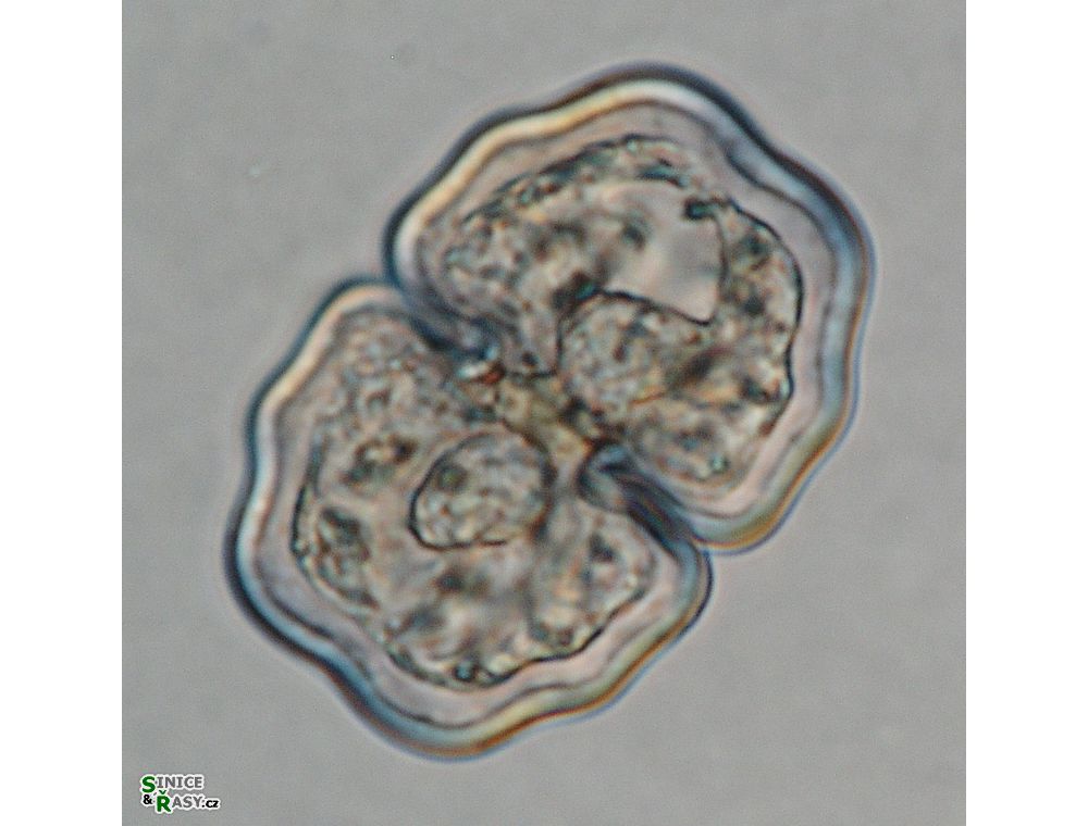 Cosmarium venustum