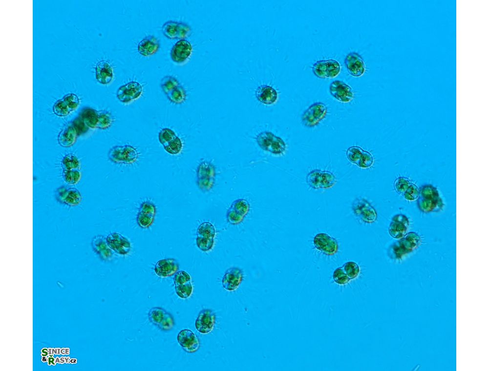 Cosmocladium constrictum