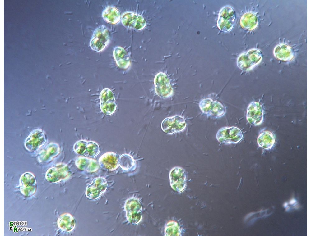 Cosmocladium constrictum