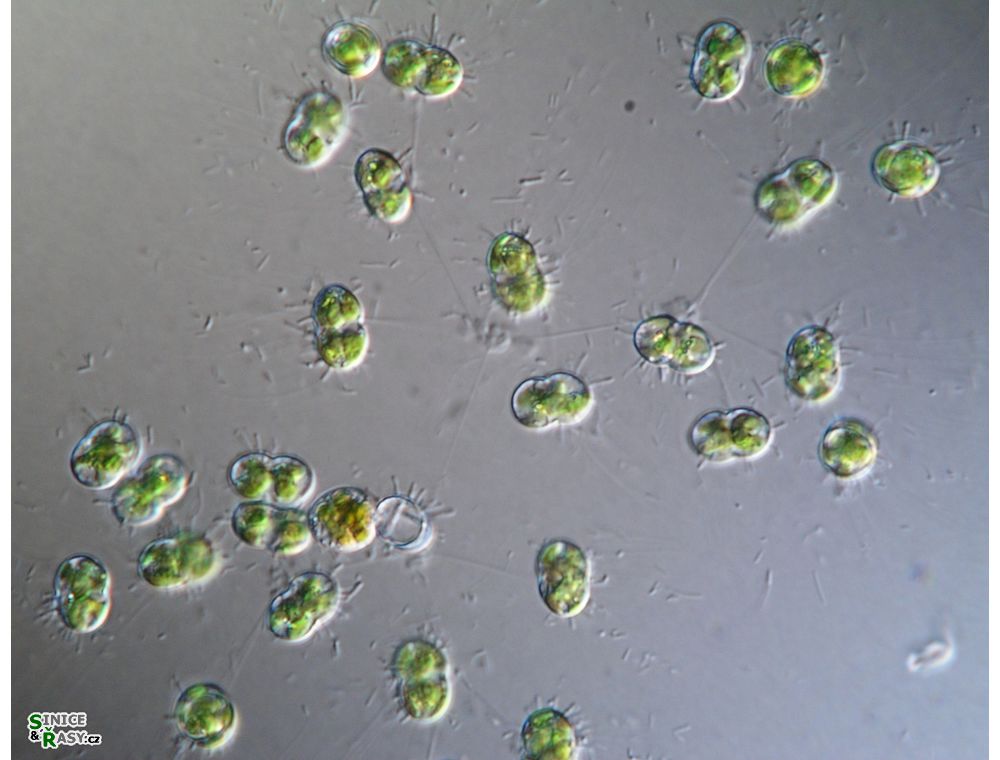 Cosmocladium constrictum