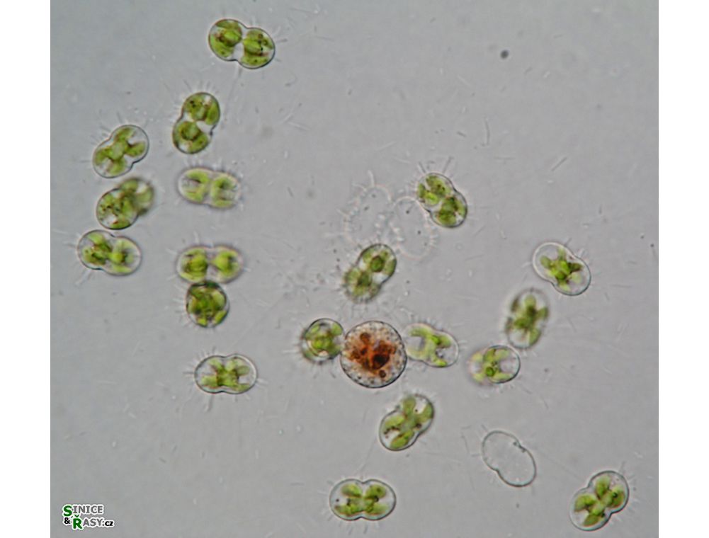 Cosmocladium constrictum