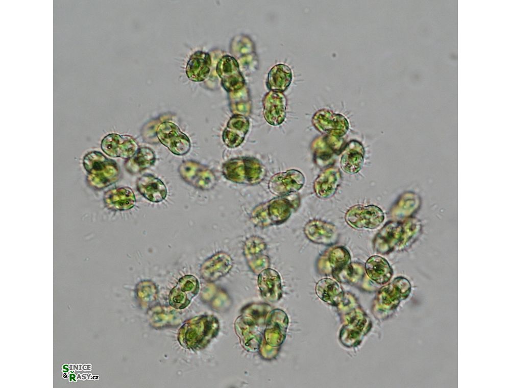 Cosmocladium constrictum