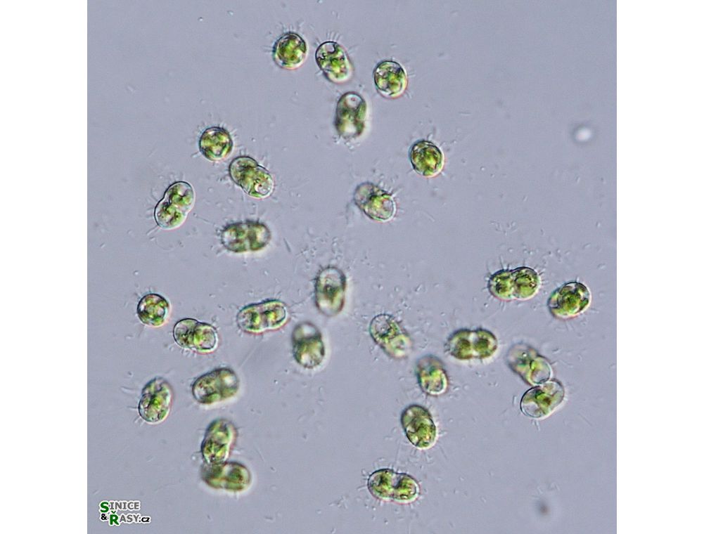Cosmocladium constrictum