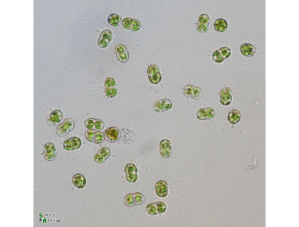 Cosmocladium constrictum