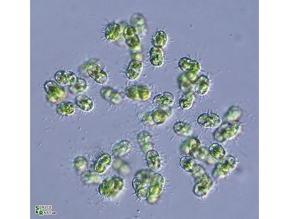 Cosmocladium constrictum