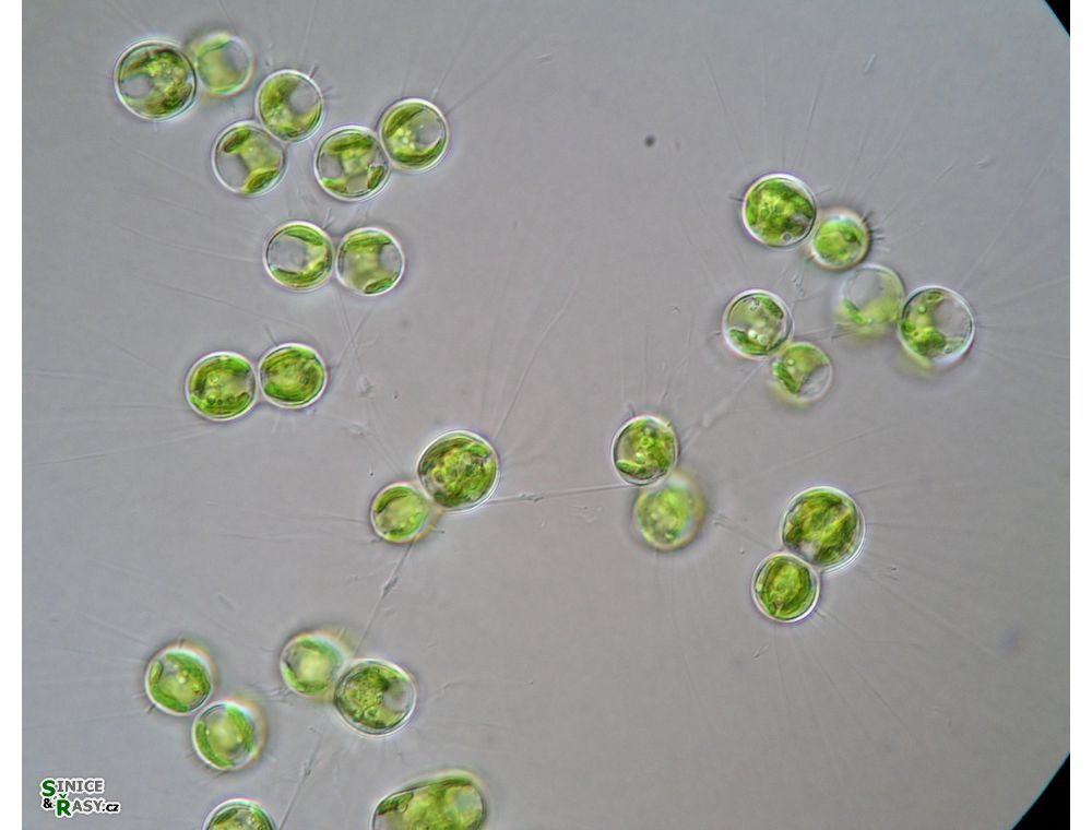 Cosmocladium saxonicum