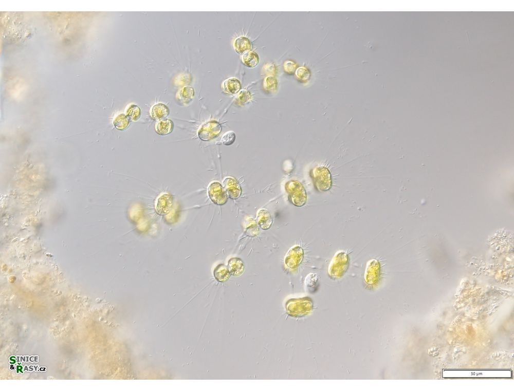 Cosmocladium saxonicum