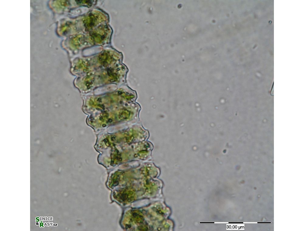 Desmidium aptogonum