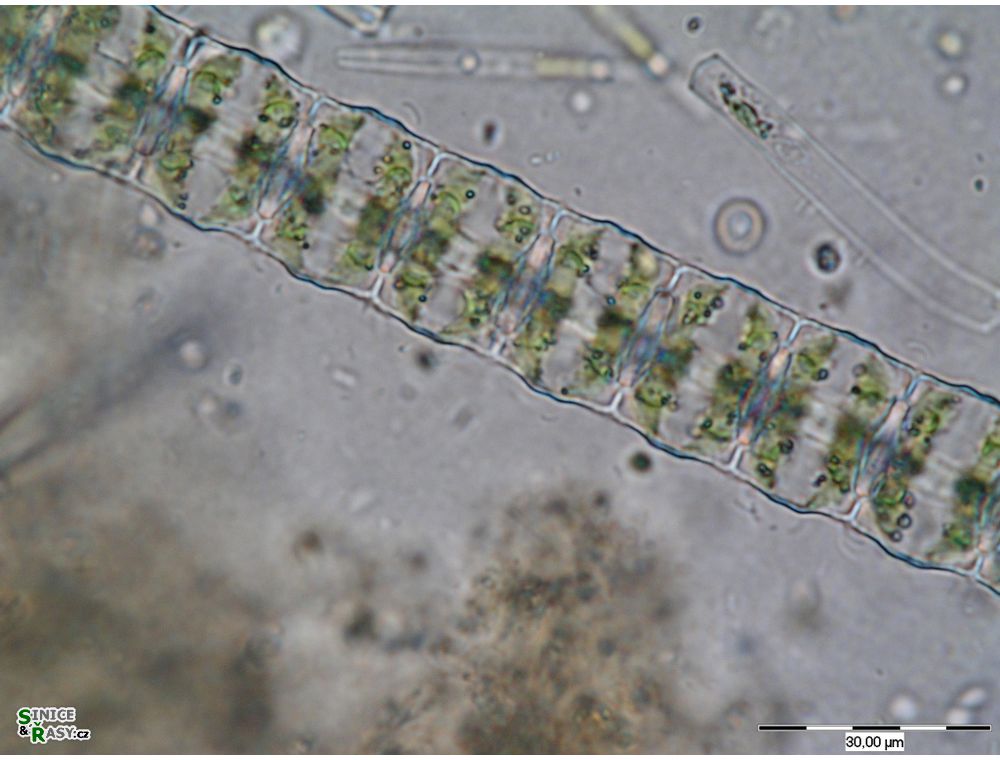 Desmidium baileyi