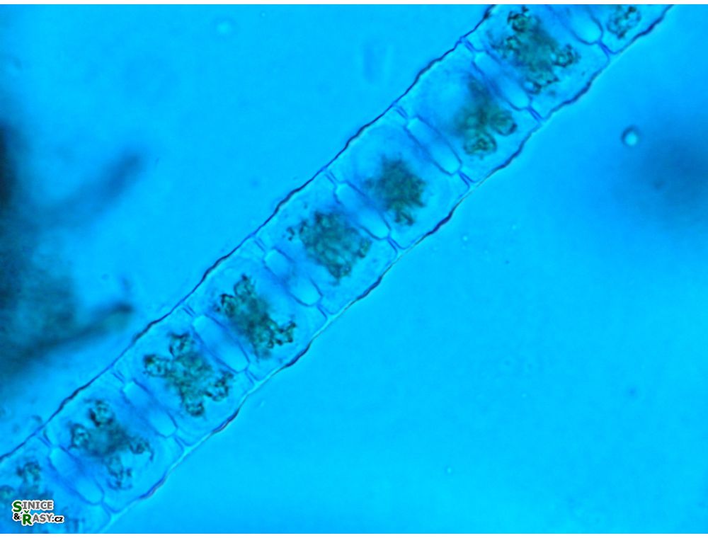 Desmidium baileyi