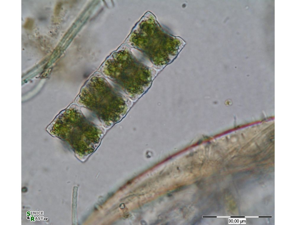 Desmidium baileyi