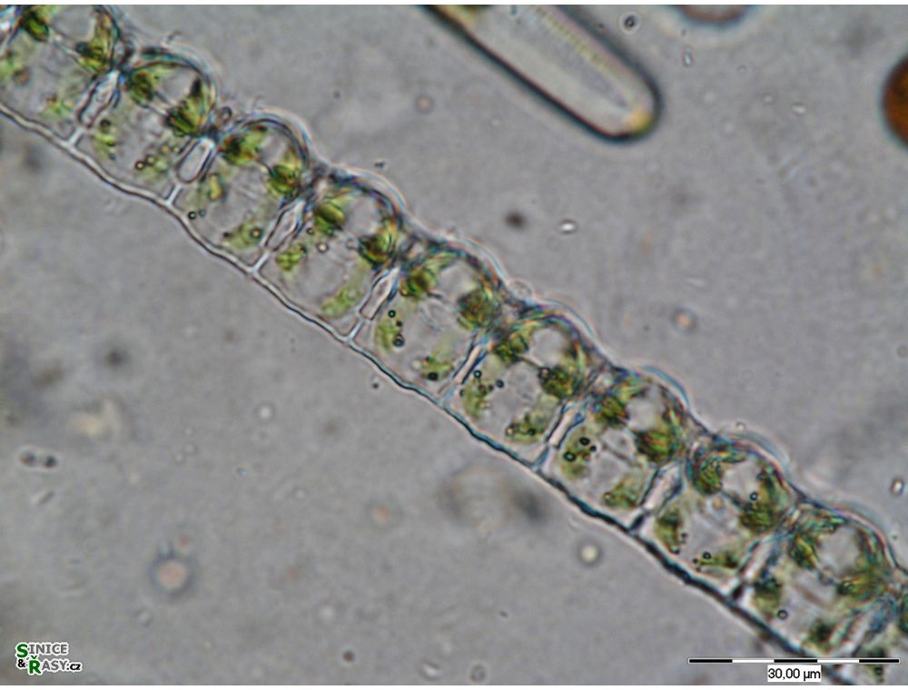 Desmidium baileyi