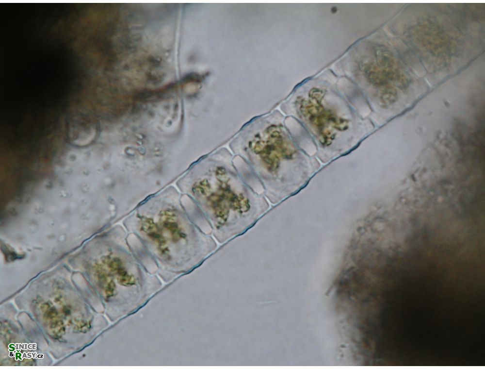 Desmidium baileyi