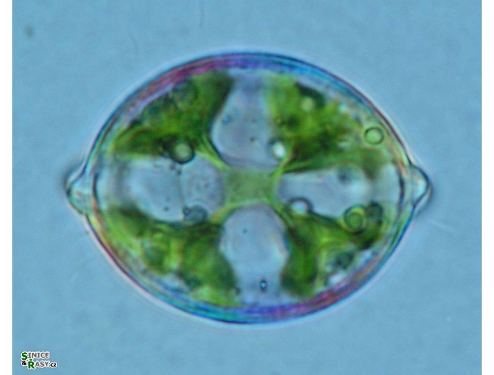 Desmidium cylindricum