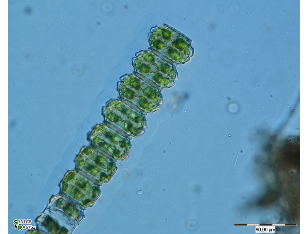 Desmidium cylindricum