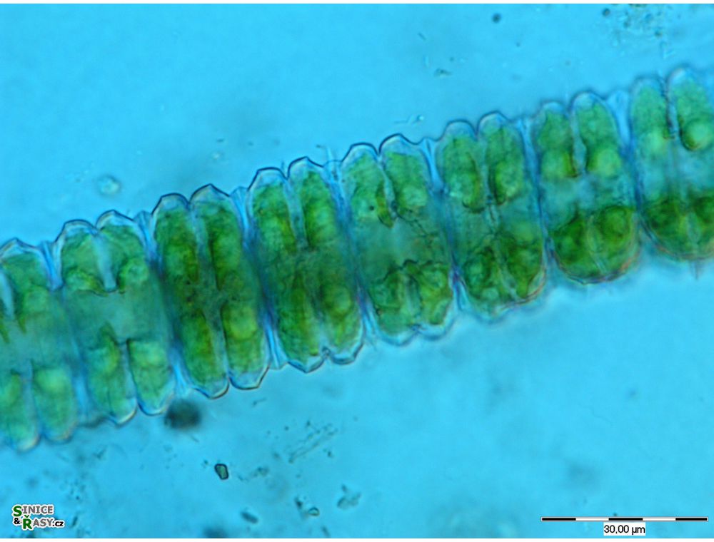 Desmidium swartzii