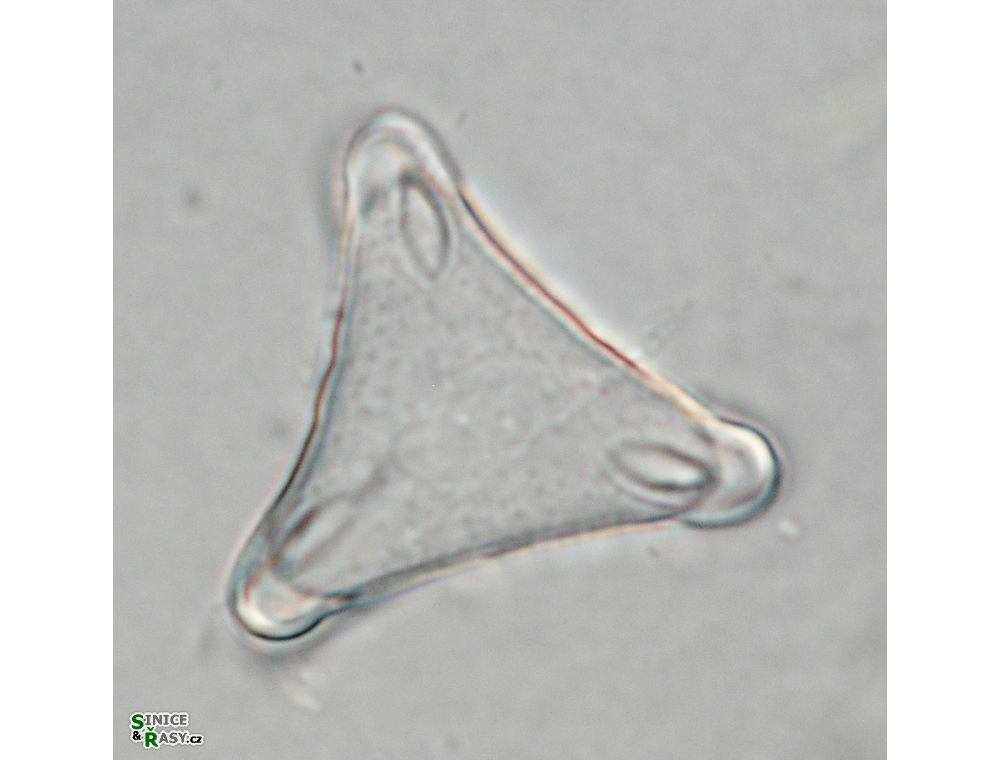 Desmidium swartzii