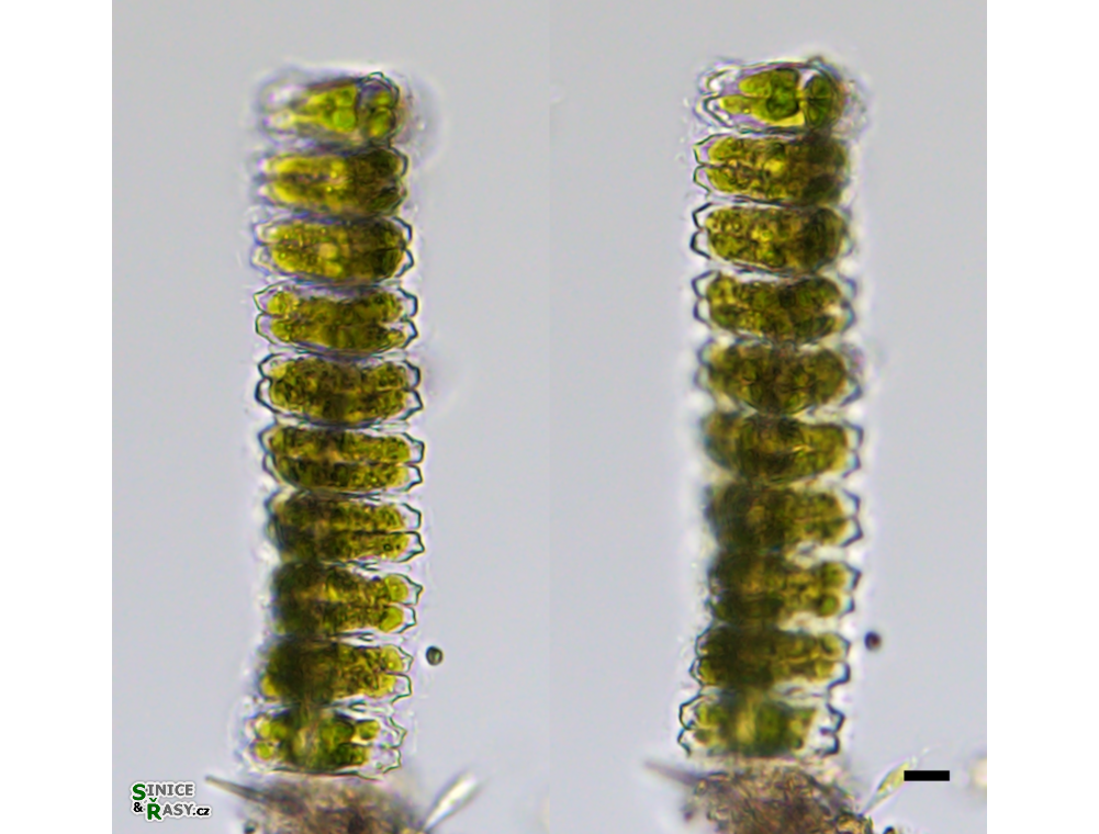 Desmidium swartzii