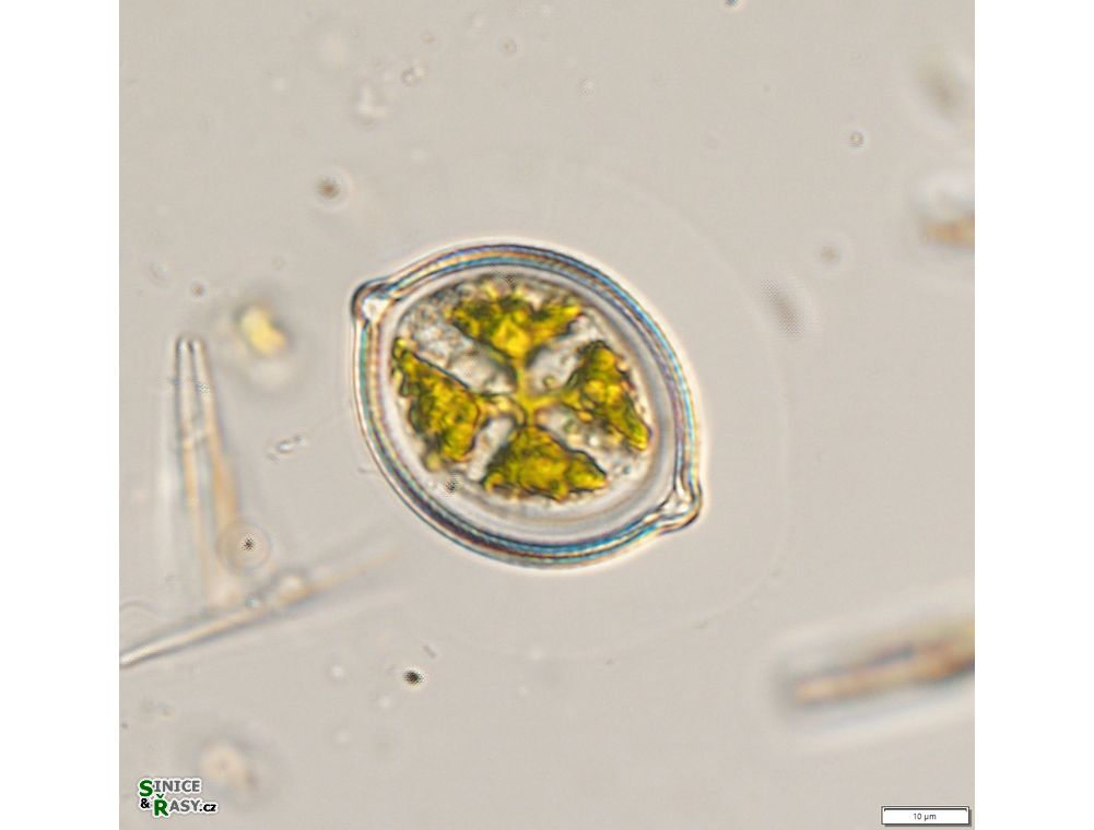 Desmidium grevillei