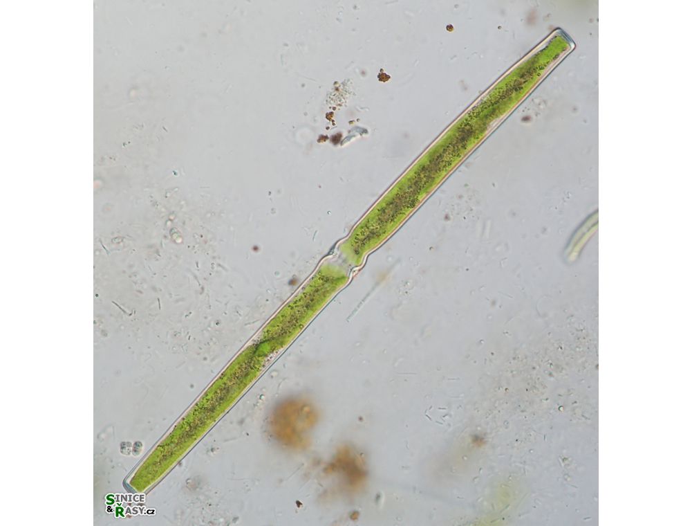Docidium baculum