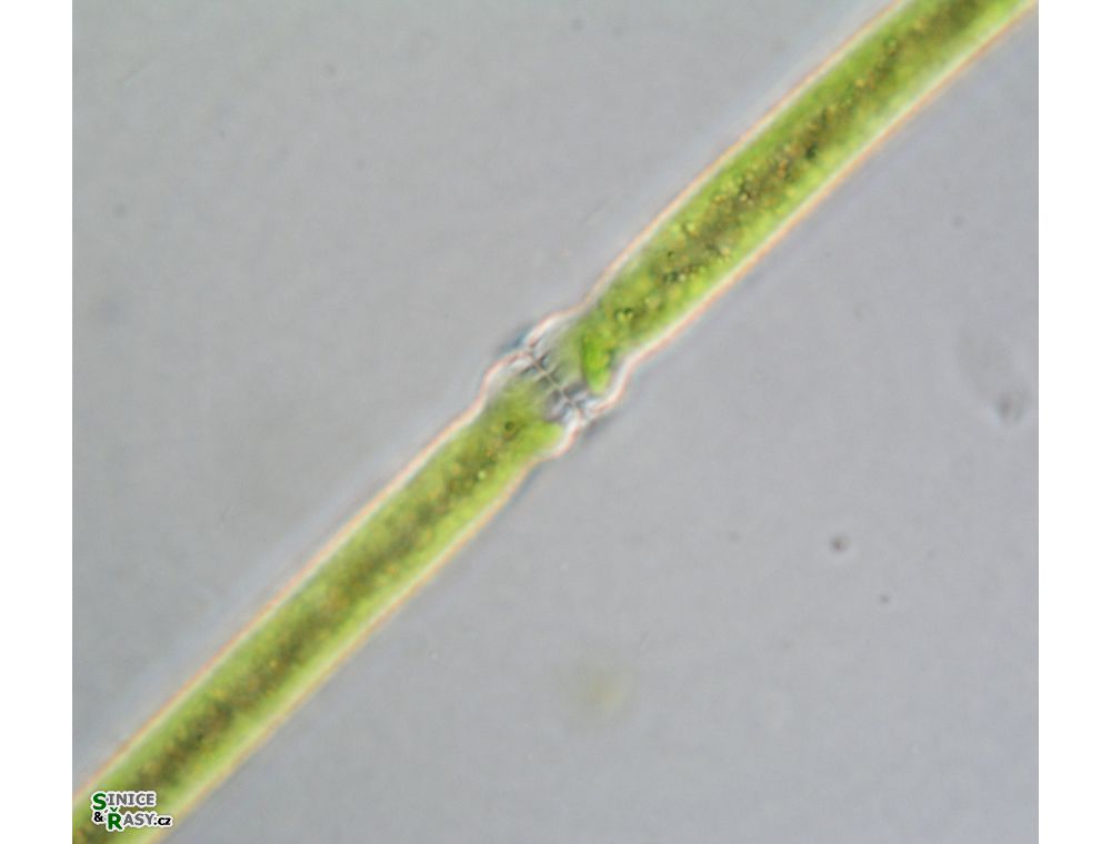 Docidium baculum