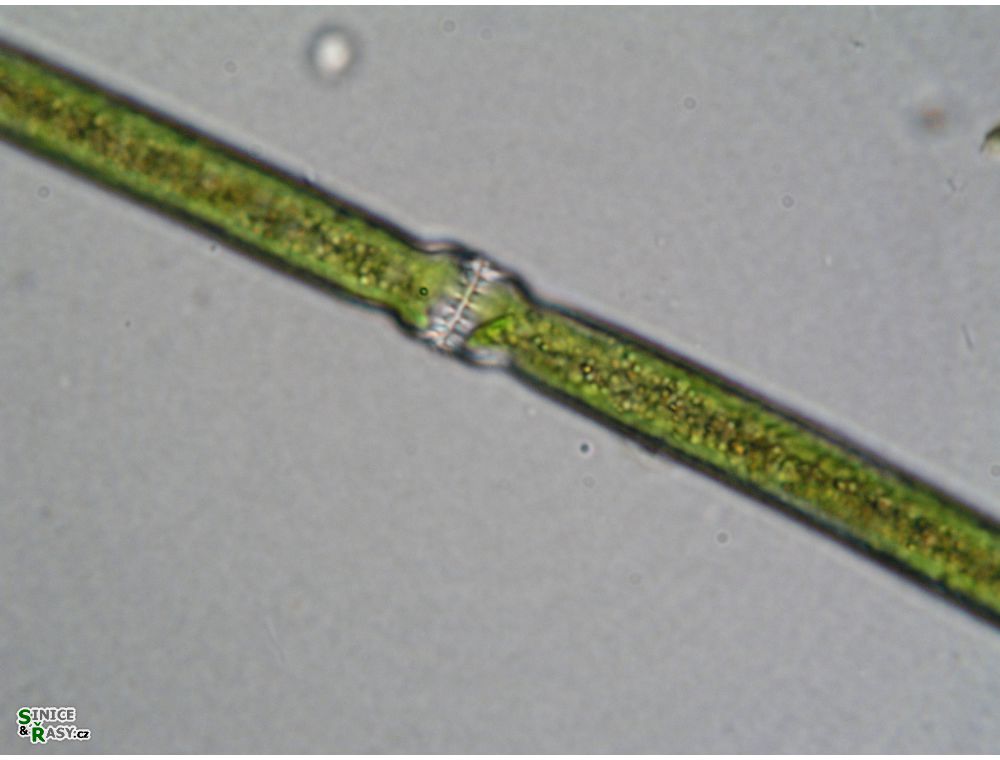 Docidium baculum