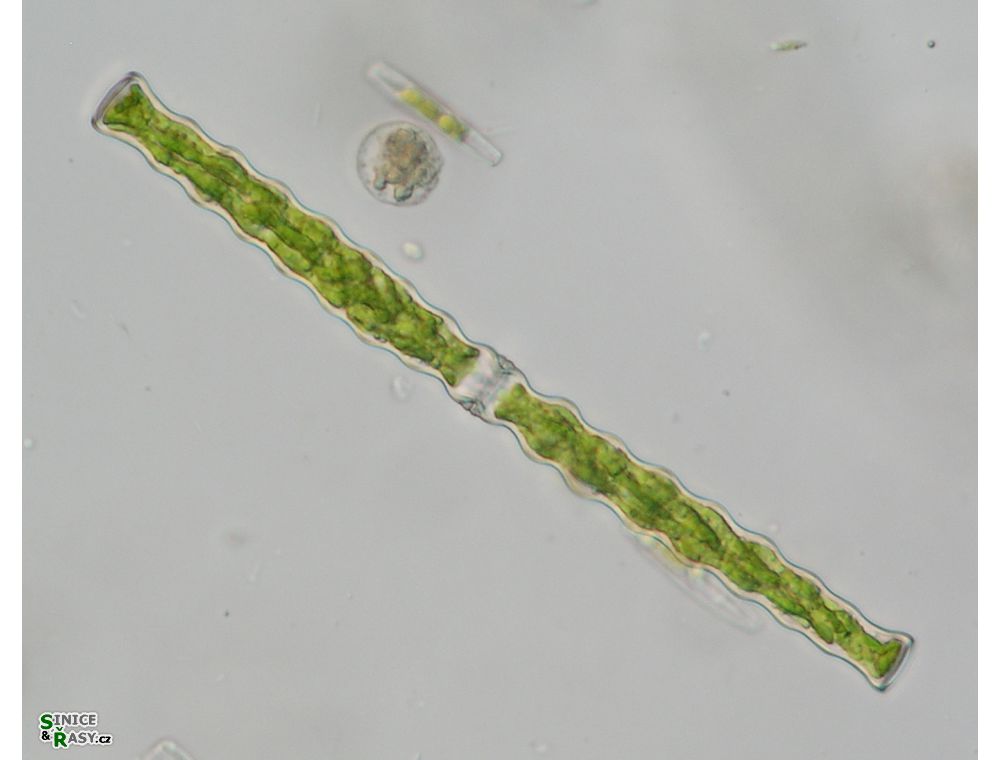 Docidium undulatum