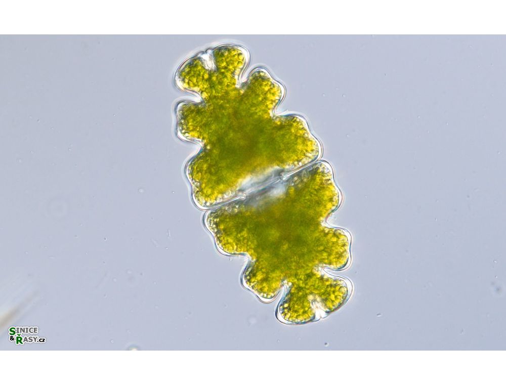 Euastrum oblongum