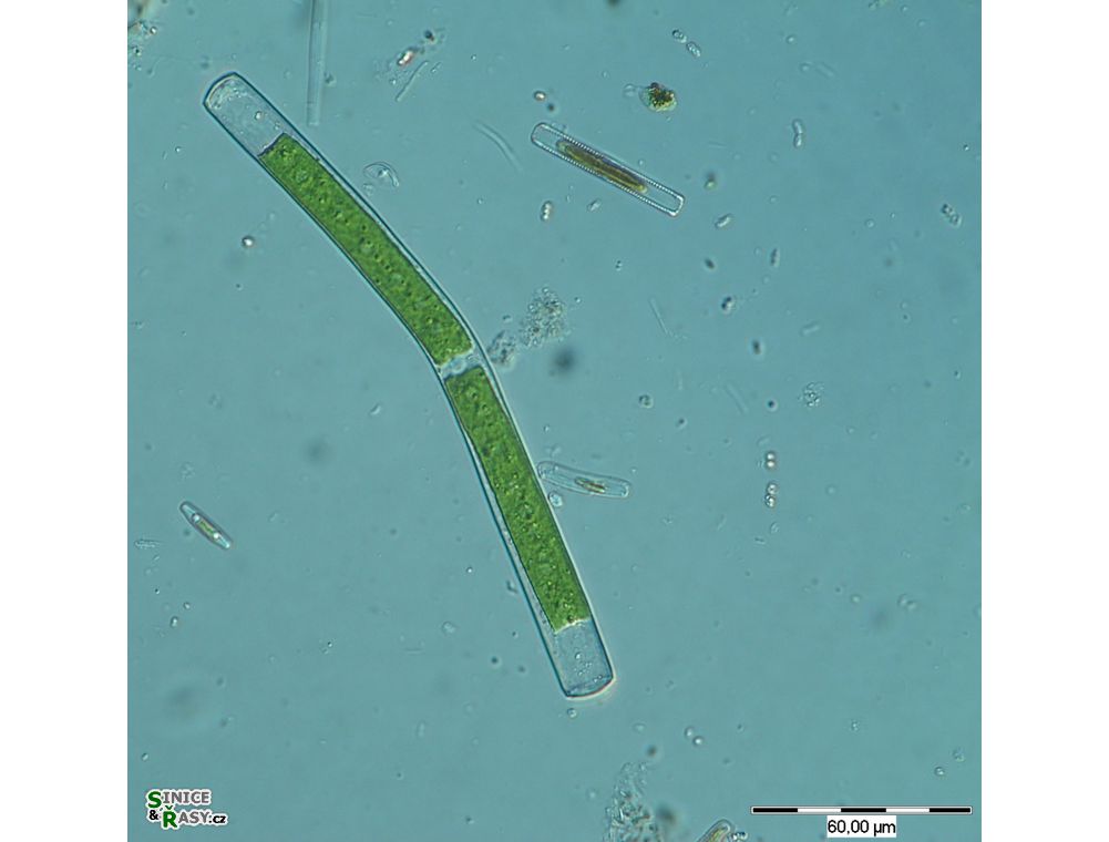 Gonatozygon kinahanii