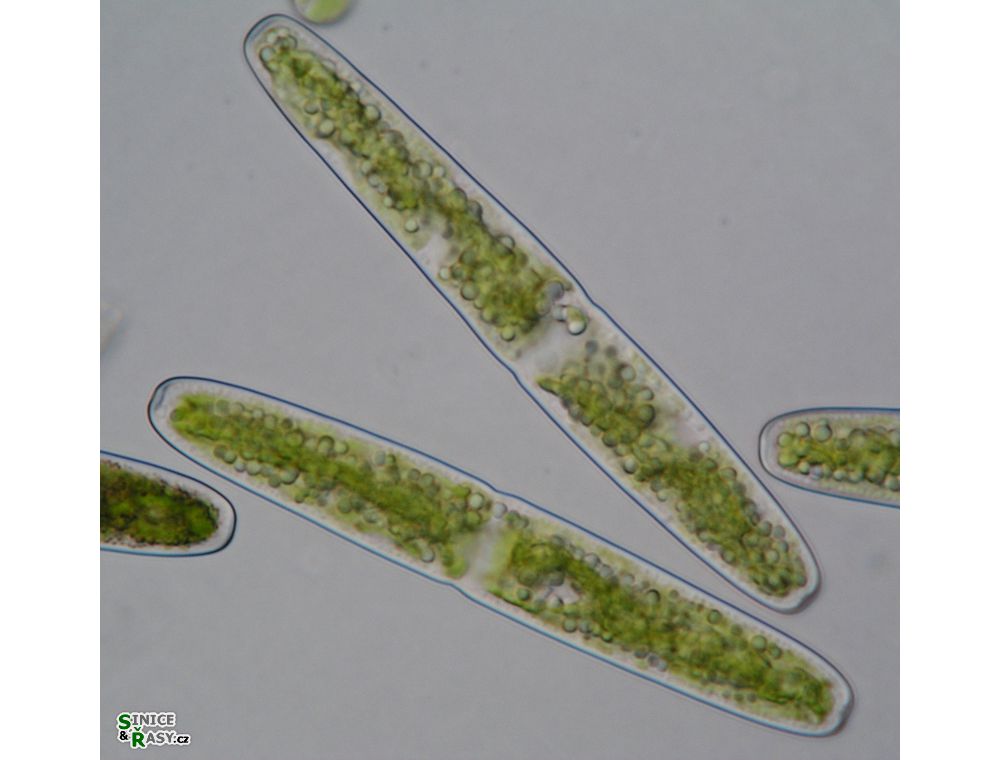 Haplotaenium indentatum