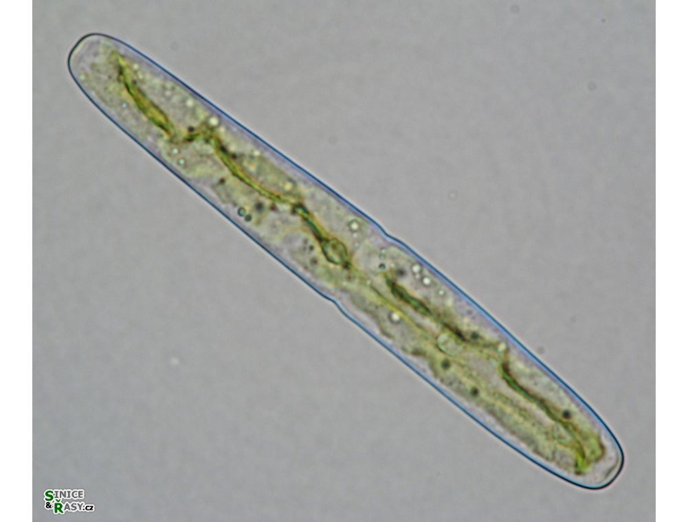 Haplotaenium indentatum