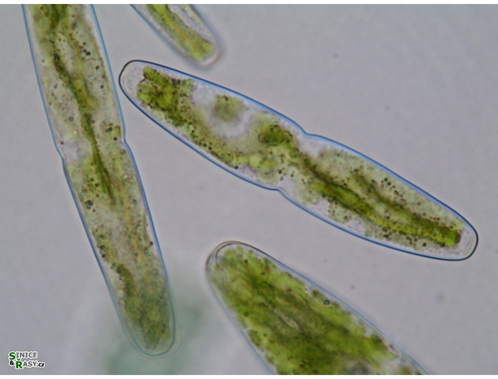 Haplotaenium indentatum