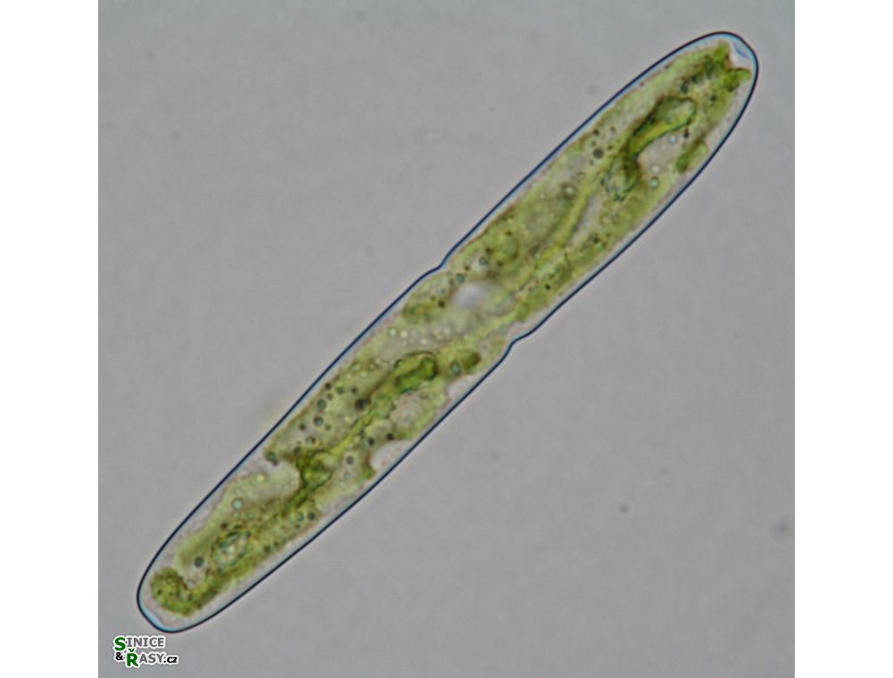Haplotaenium indentatum