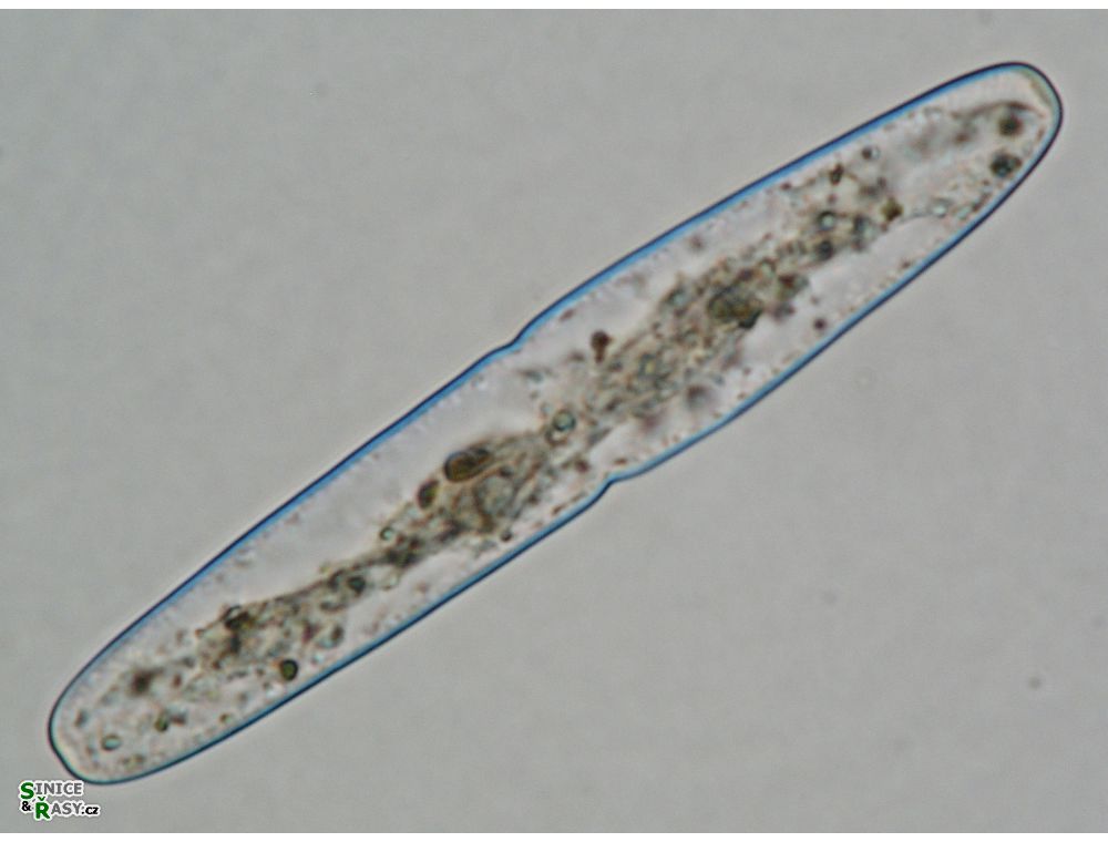 Haplotaenium indentatum