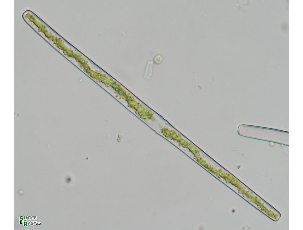 Haplotaenium minutum