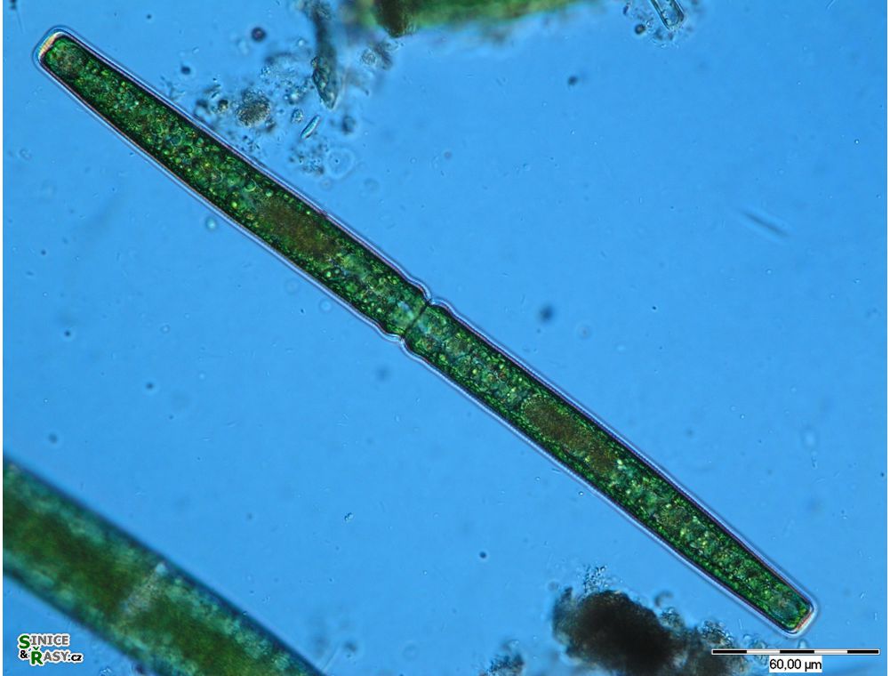 Haplotaenium rectum