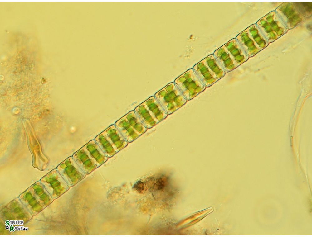 Hyalotheca mucosa