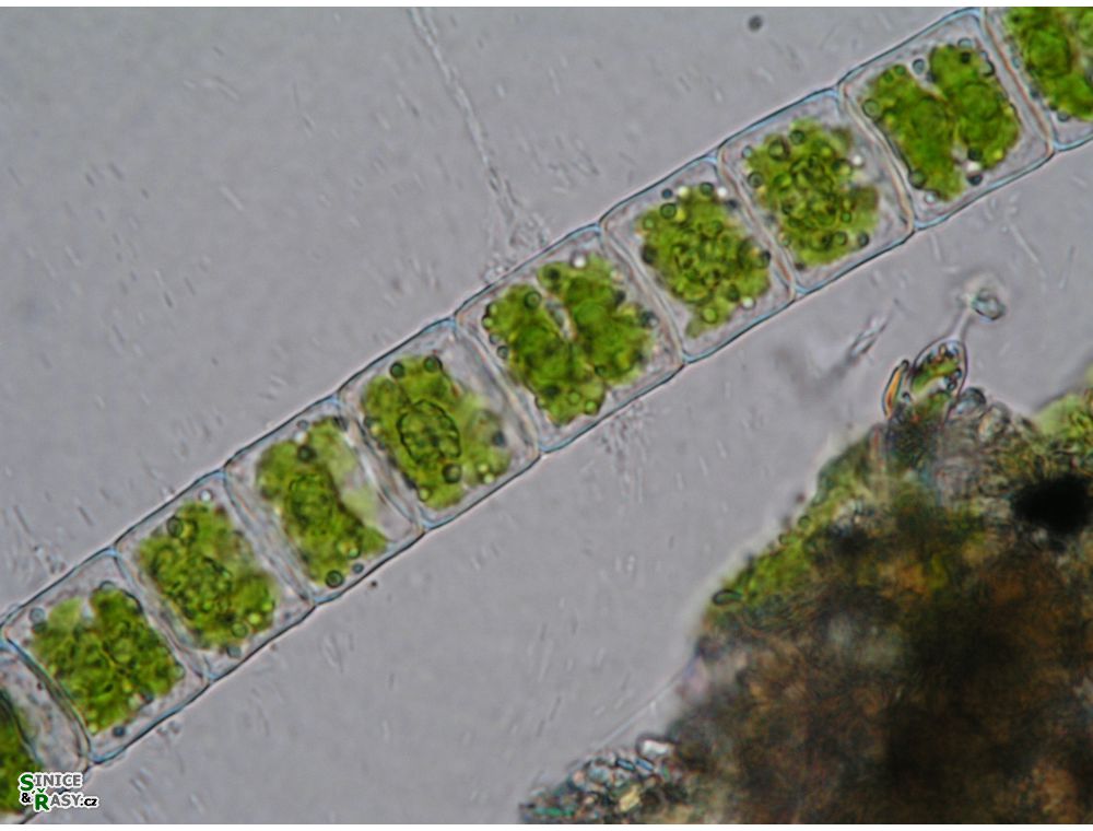 Hyalotheca mucosa