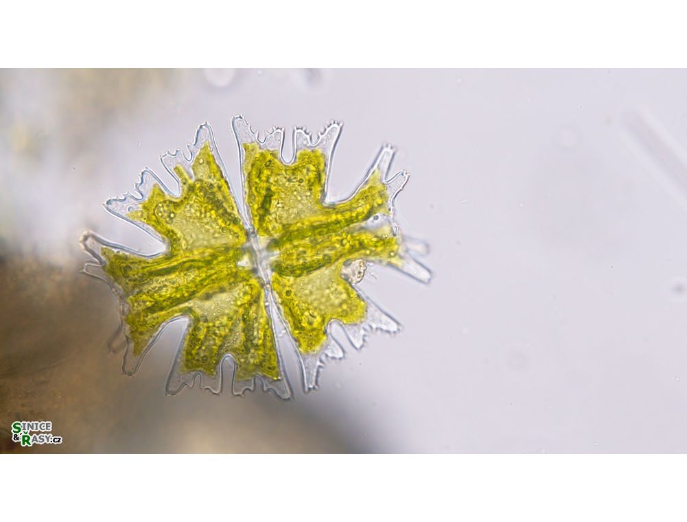 Micrasterias americana