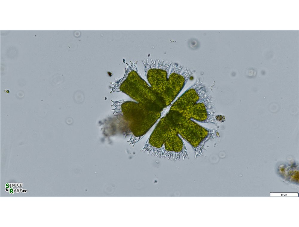 Micrasterias apiculata