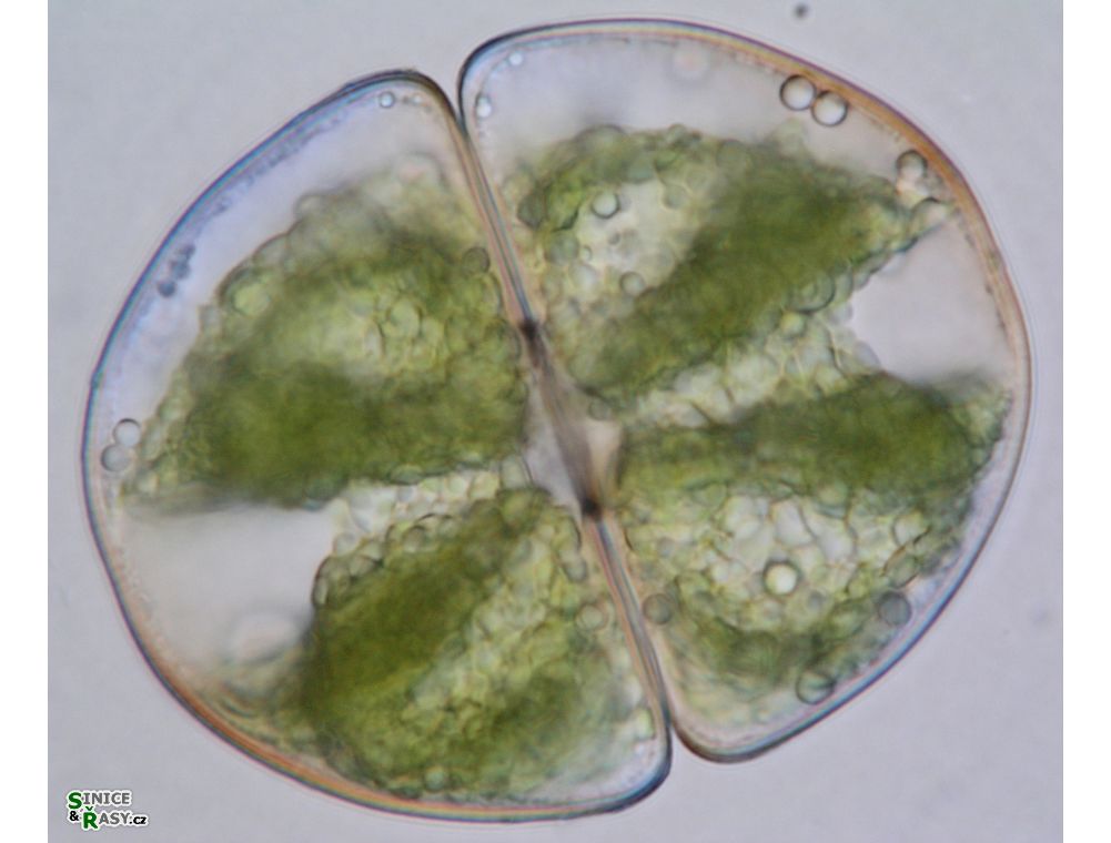 Micrasterias ralfsii