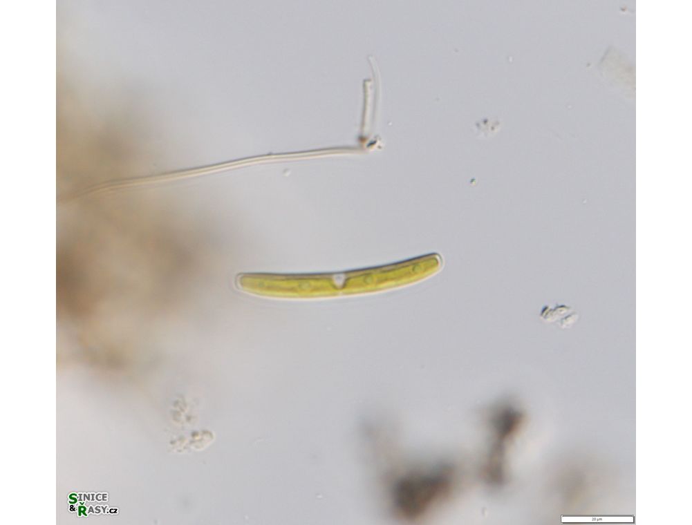 Roya obtusa