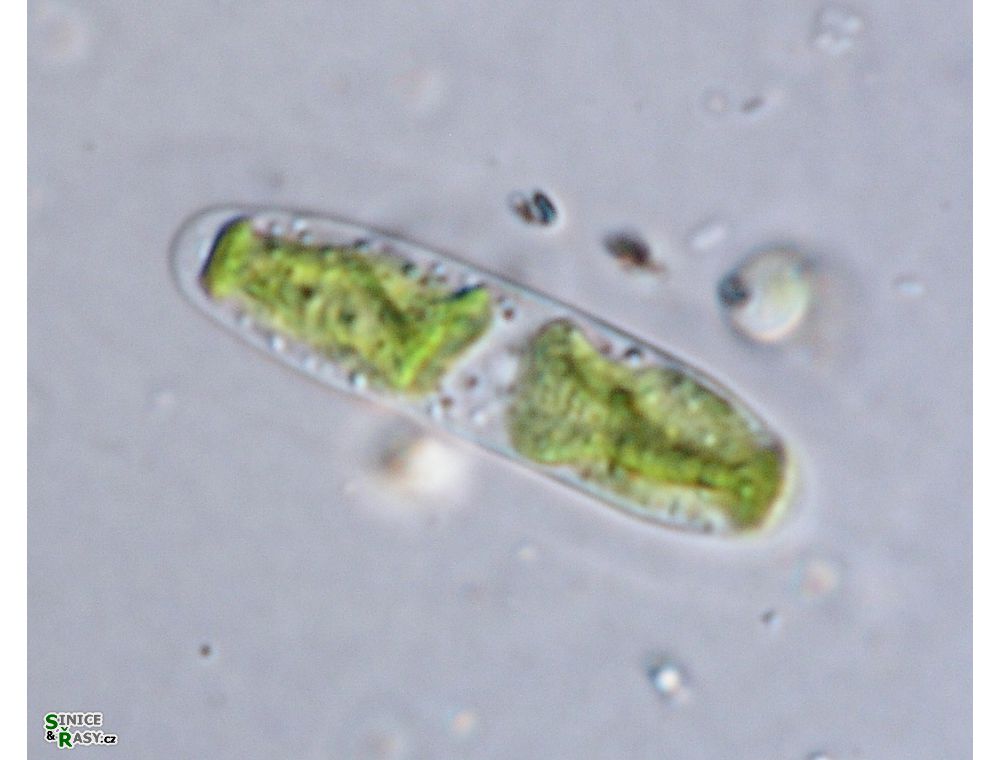 Tortitaenia bahusiensis
