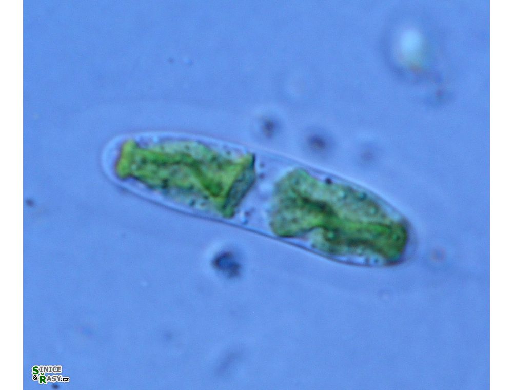 Tortitaenia bahusiensis